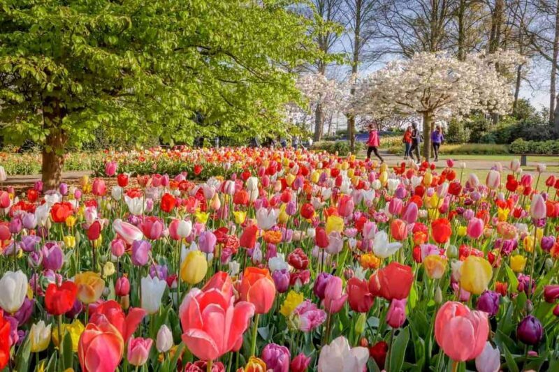 Amsterdam: Keukenhof Gardens & Tulip Fields Private Tour - Who Would Love This Tour?