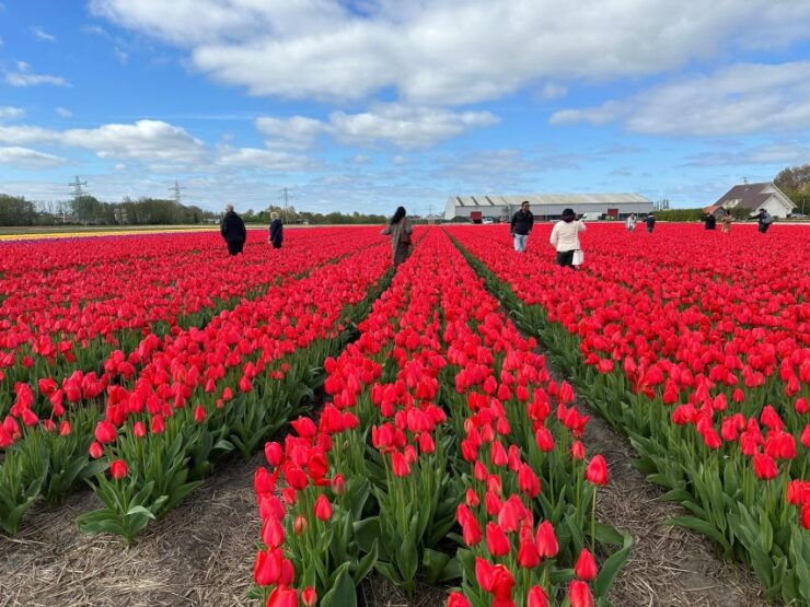 Amsterdam: Keukenhof, Tulip Farm Full-Day Tour With Cruise - Activity Details