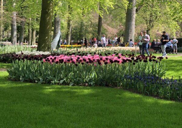 Amsterdam: Keukenhof Tulip Garden and Giethoorn Experience - Important Information for the Amsterdam Tour