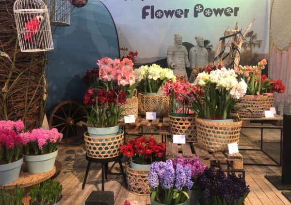 Amsterdam: Keukenhof Tulip Garden and Giethoorn Experience - Common Questions