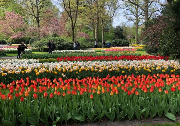 Amsterdam: Keukenhof Tulip Garden and Giethoorn Experience - The Sum Up