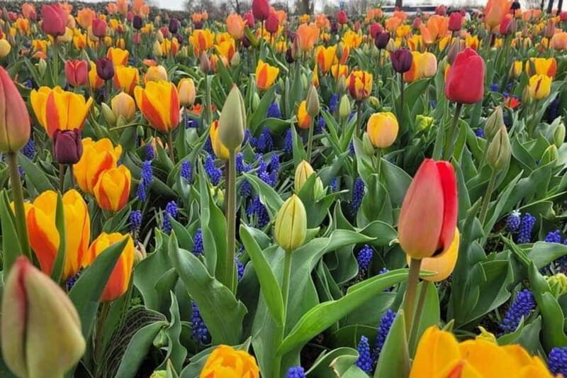 Amsterdam: Keukenhof Tulip Gardens Private Tour - What Travelers Usually Love and Consider