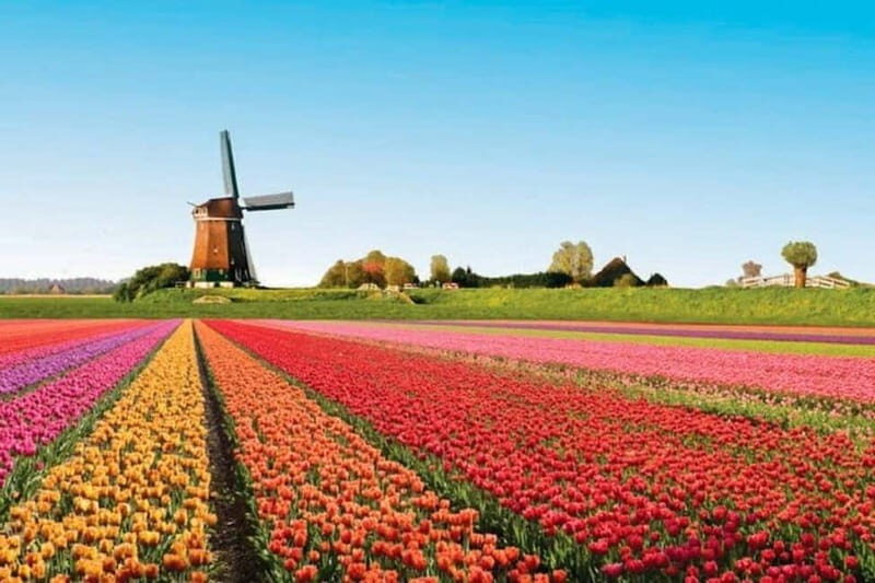 Amsterdam: Keukenhof Tulip Gardens Private Tour - The Sum Up
