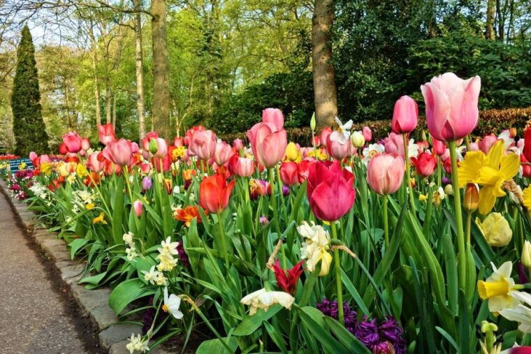 Amsterdam: Keukenhof & Zaanse Schans Windmills Private Tour - Who This Tour Is Best For