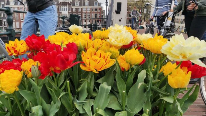 Amsterdam: Off the Beaten Path Bike Tour in French - The Sum Up
