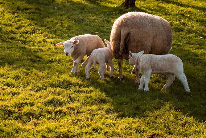Amsterdam Outskirts Dutch Countryside Private Bike Tour 15 Min From the Centre - Common Questions