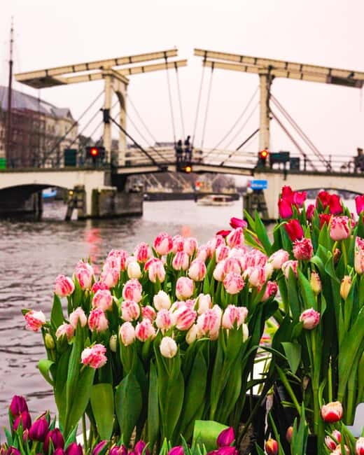 Amsterdam: Premium Tulip Boat Canal Tour - Who Should Book This Tour?