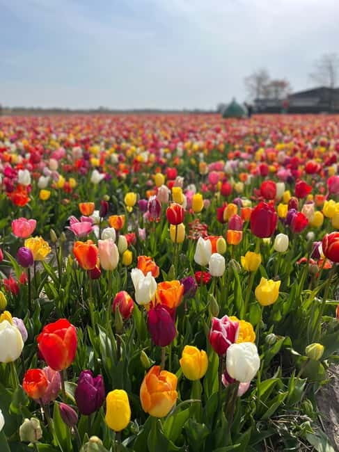 Amsterdam: Private Keukenhof and Free Tulip Tour - Who Is This Tour Best For?