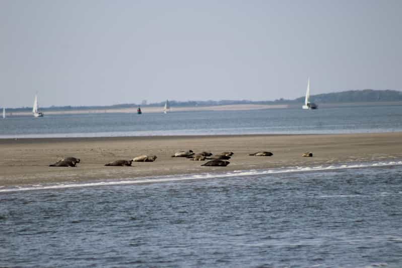 Amsterdam: Seal Safari at Waddensea UNESCO Site - An In-Depth Look at the Seal Safari Experience
