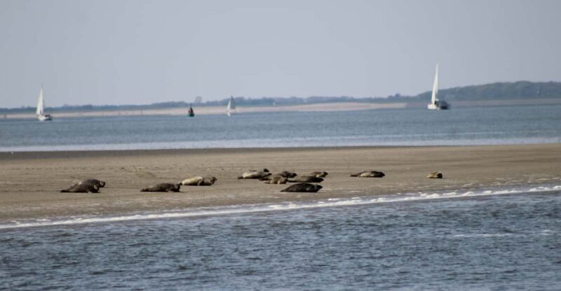 Amsterdam: Seal Safari at Waddensea UNESCO Site - FAQ