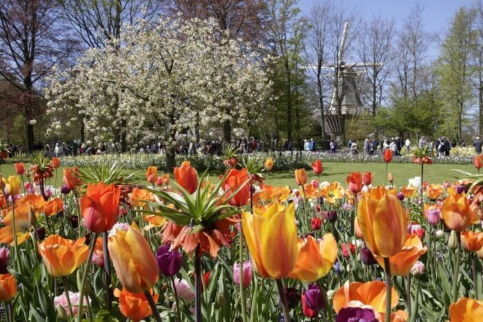 Amsterdam: Tour to Keukenhof Gardens with Windmill Cruise - FAQs