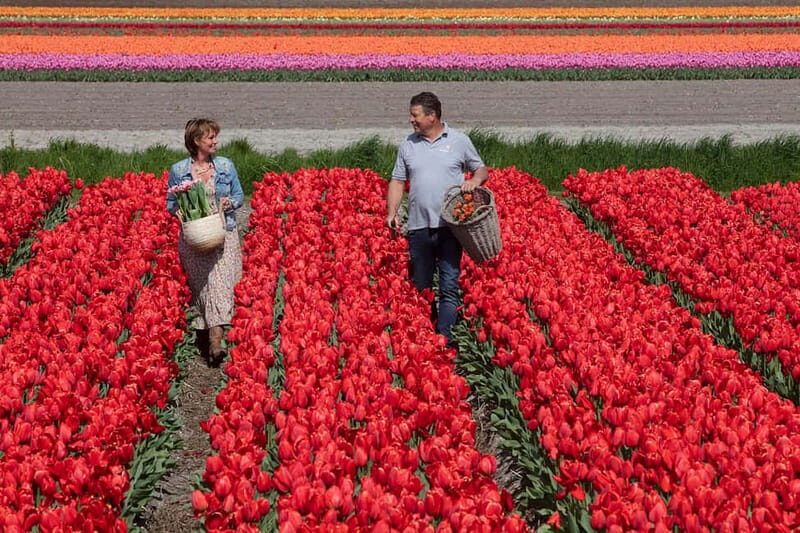 Amsterdam: Tulip Farm Visit, Keukenhof, and Windmill Cruise - Why This Tour Offers Great Value