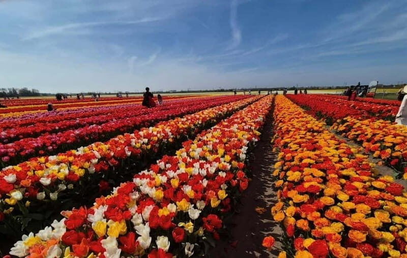 Amsterdam : Tulip Wonderland Tour - Good To Know