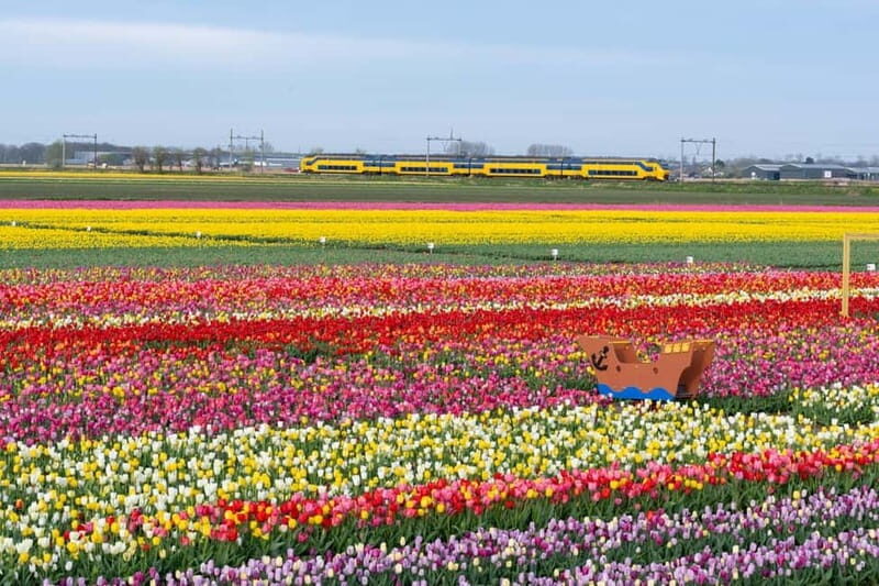 Amsterdam : Tulip Wonderland Tour - FAQ