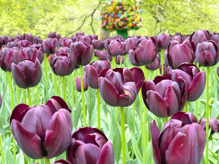 Amsterdam: Tulips & Windmill - Full day PRIVATE tour by car - The Itinerary Breakdown