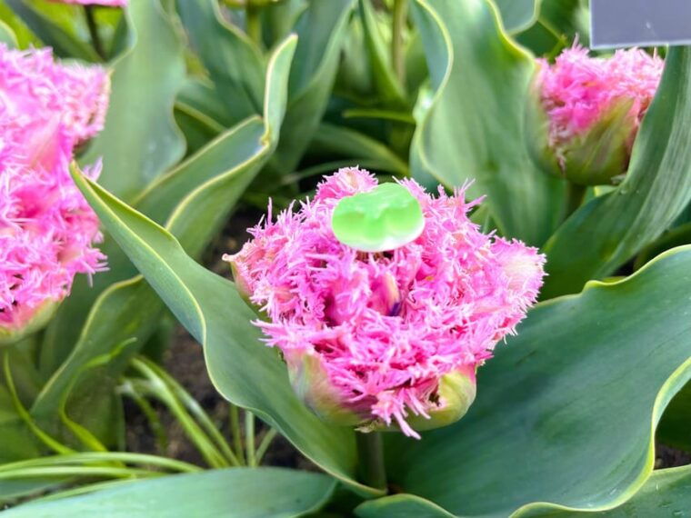 Amsterdam: Tulips & Windmill - Full day PRIVATE tour by car - Who Will Love This Tour?