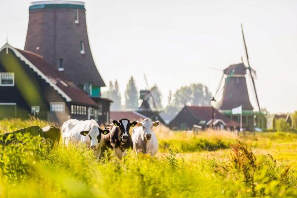 Amsterdam: Zaanse Schans, Volendam, and Marken Day Trip - Marken