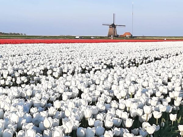 Amsterdam:Private Guided Non Touristic Tulip & Windmill Tour - Sightseeing in the Picturesque De Rijp