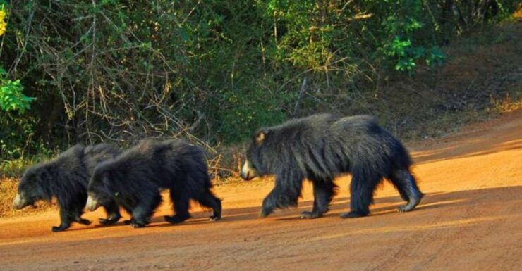 An 8-Days Adventure and Wildlife Exploration in Sri Lanka - Itinerary Overview