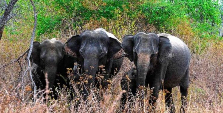 An 8-Days Adventure and Wildlife Exploration in Sri Lanka - Wildlife Safari in Yala National Park