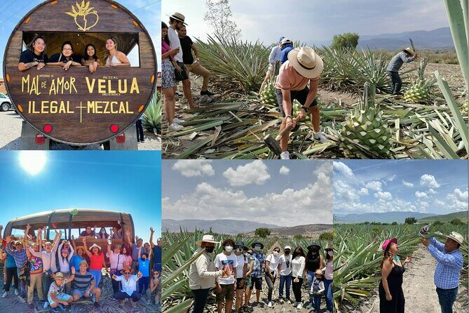 An adventure for the senses: Mezcal, fields and crafts. - Good To Know