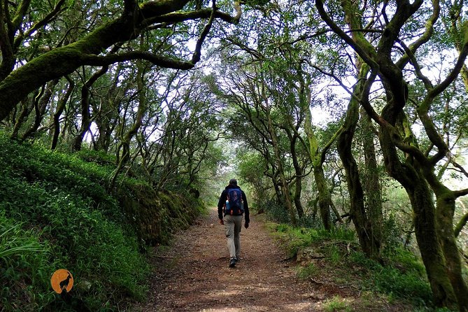 An Adventure Through the Forest and Palace of Bussaco - Coimbra - Experiencing the Magic of Bussaco Through Traveler Photos