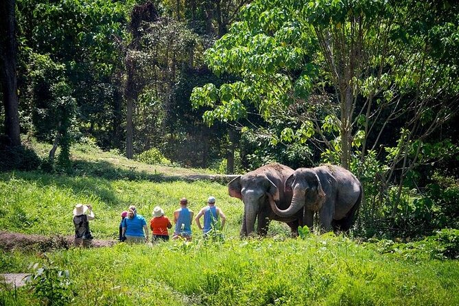 An Afternoon With the Elephants at Phuket Elephant Sanctuary - Inclusions for the Experience