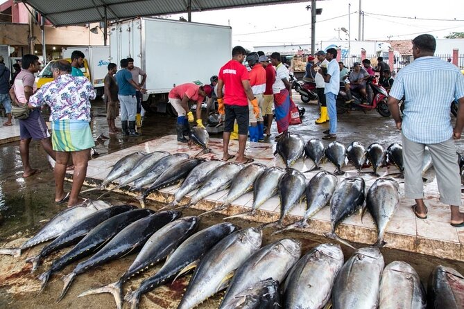 An Amazing Beach Tour in Sri Lanka - Frequently Asked Questions
