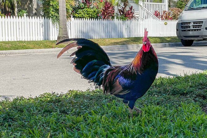 An Audio Guide of Key Wests Journey From Village to Micro State - What Makes This Tour Stand Out?