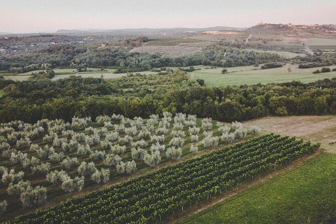 An Authentic Istrian Olive Oil, Wine & Local Food Experience Near Umag - Reviews