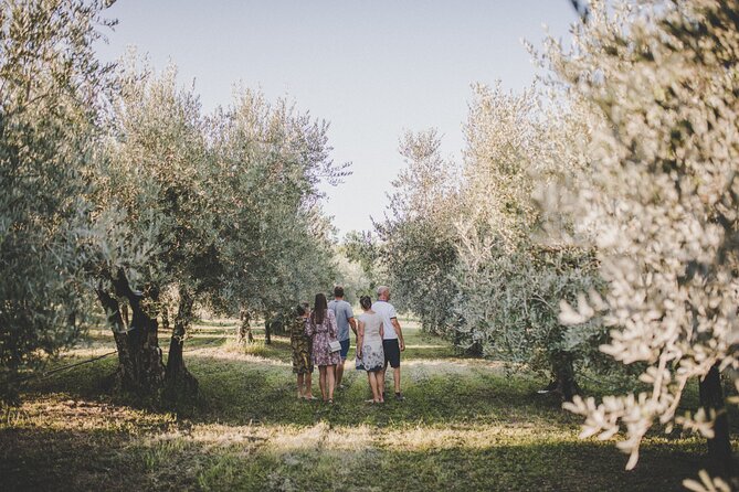 An Authentic Istrian Olive Oil, Wine & Local Food Experience Near Umag - Price and Booking