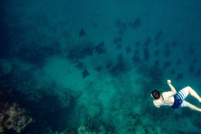 An Eagle Ray and Turtle Tour-Small Groups & Photography Included - Good To Know