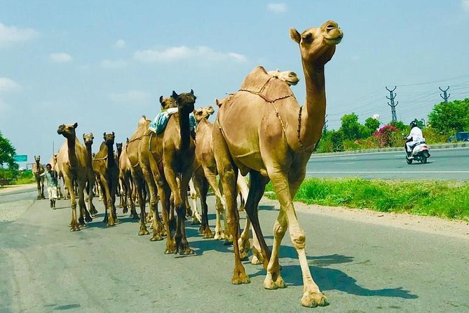 An Excursion Into Time: Day Trip to Neemrana From Delhi Including Lunch - Pickup and Accessibility Information