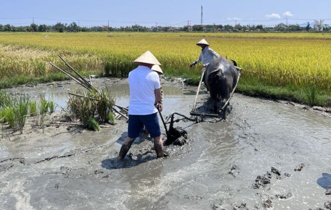 An Incredible Hoi an - Water Buffalo Riding & Cooking Class - Other Workshops and Classes in Hoi An