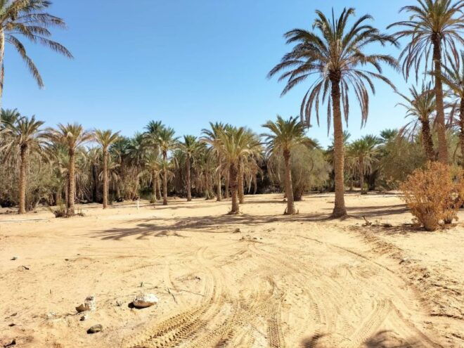 An Overnight in the Sahara (Private) - Highlights