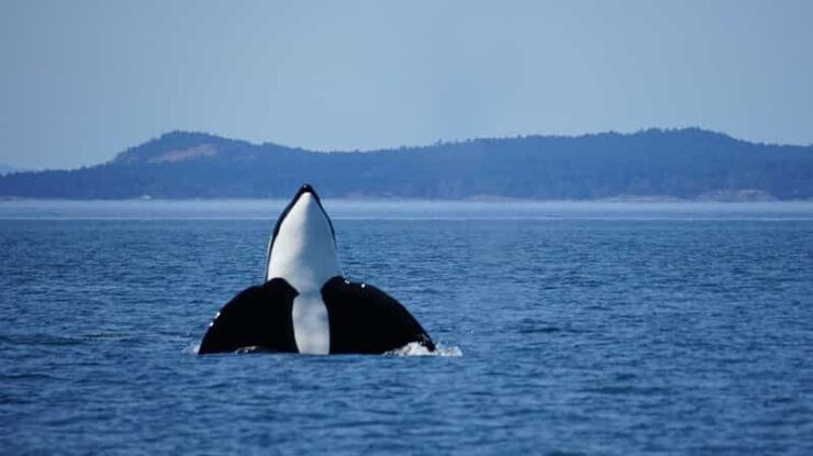 Anacortes: Orca Whales Guaranteed Boat Tour Near Seattle - Good To Know