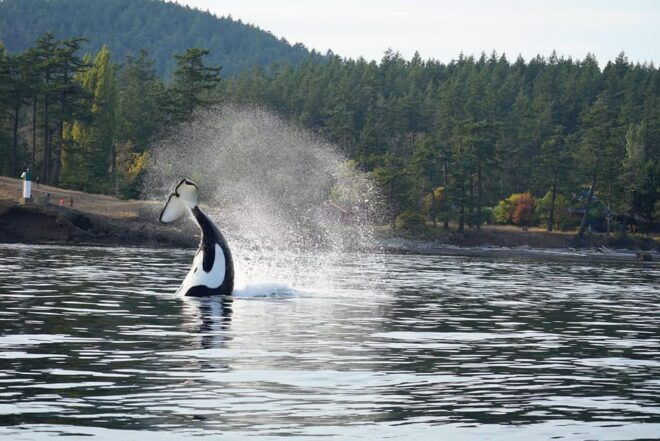 Anacortes: Orca Whales Guaranteed Boat Tour Near Seattle - Orca Whale Sightings