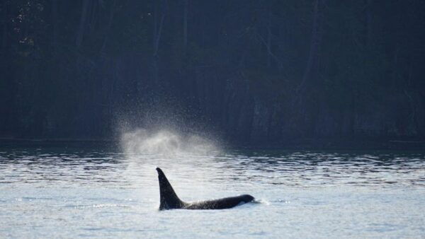 Anacortes: Orca Whales Guaranteed Boat Tour Near Seattle - Frequently Asked Questions