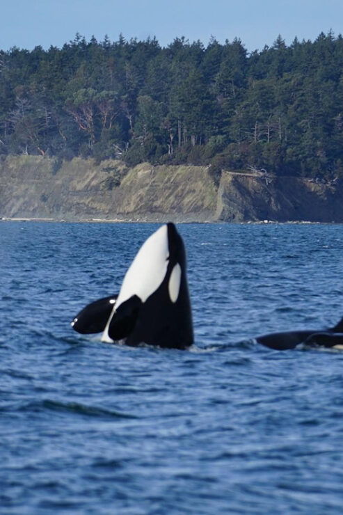 Anacortes: Whale and Orca Boat Tour Near Seattle - Good To Know