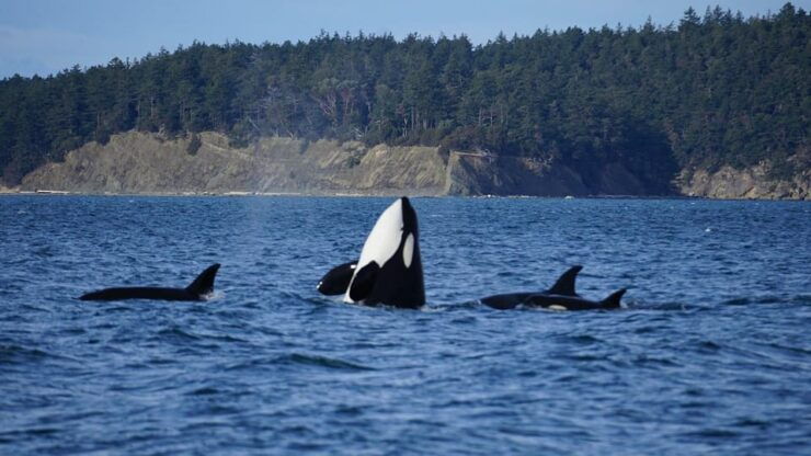 Anacortes: Whale and Orca Boat Tour Near Seattle - Whale Sighting Highlights