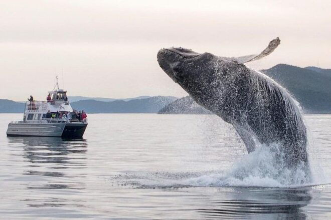 Anacortes: Whale and Orca Boat Tour Near Seattle - Included in Tour