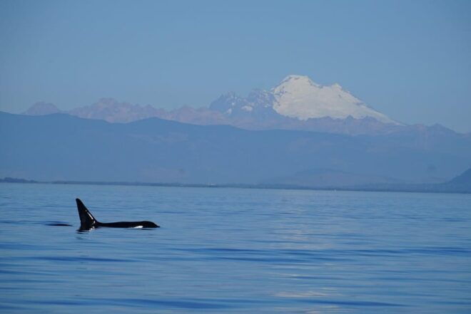 Anacortes: Whale and Orca Boat Tour Near Seattle - Cancellation Policy