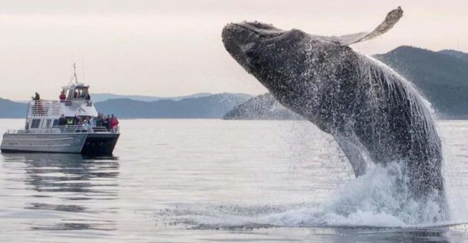 Anacortes: Whale and Orca Boat Tour Near Seattle - Location and Accessibility