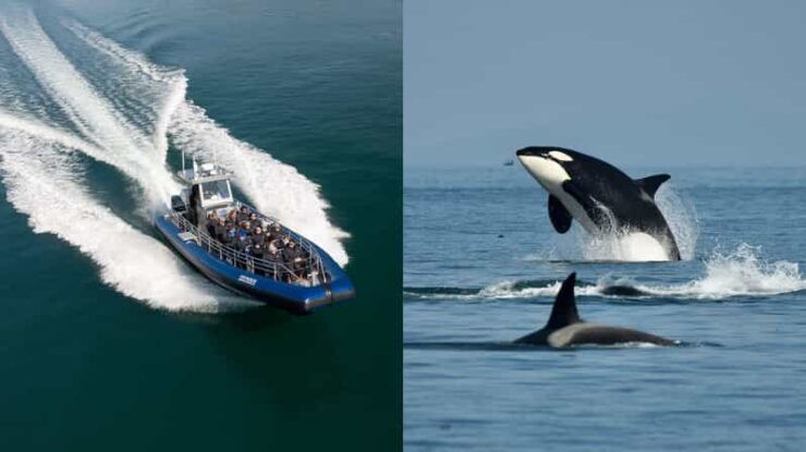 Anacortes: Whale Watching Adventure Tour - Vessel and Experience