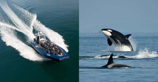 Anacortes: Whale Watching Adventure Tour - Wildlife and Sightseeing