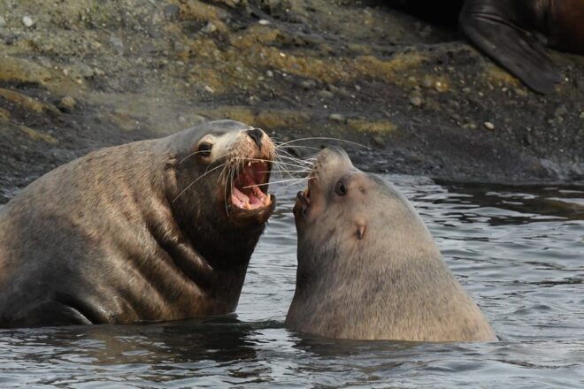Anacortes: Whale Watching Adventure Tour - What to Bring and Not Allowed