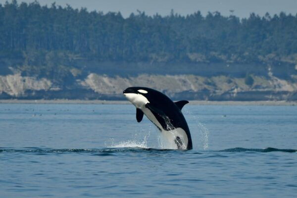 Anacortes: Whale Watching Adventure Tour - Departure and Check-in