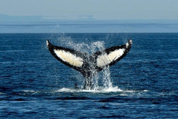 Anacortes: Whale Watching Adventure Tour - Frequently Asked Questions