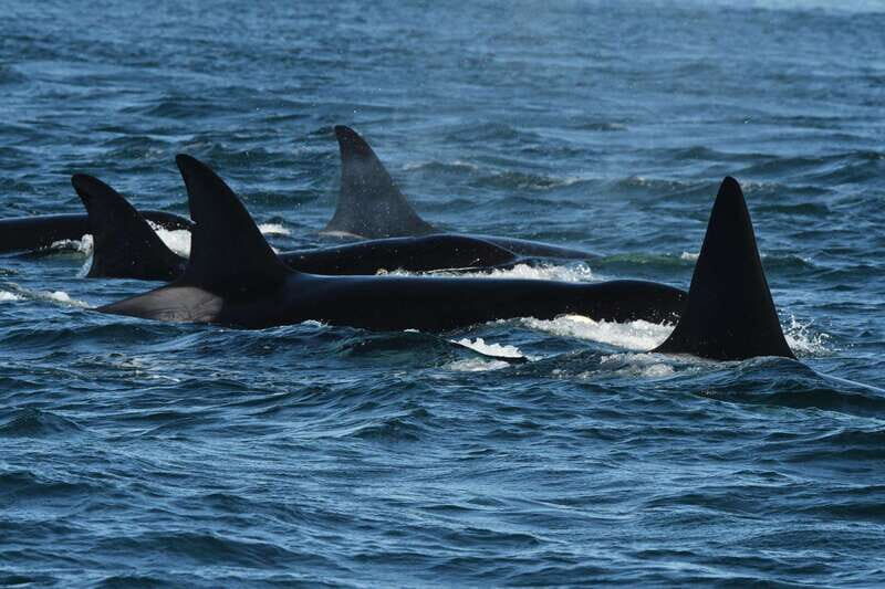 Anacortes: Whale Watching Adventure Tour Near Seattle - An Exciting Whale Watching Experience