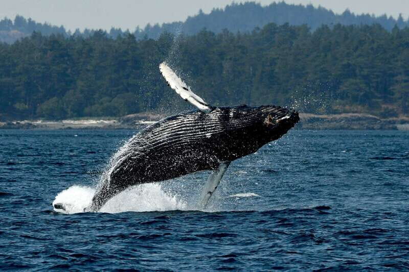 Anacortes: Whale Watching Adventure Tour Near Seattle - Authentic Experiences from Travelers